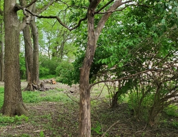 Partially cleared 3 May 2020 photo 2 – Photo by Jerry Prouhet