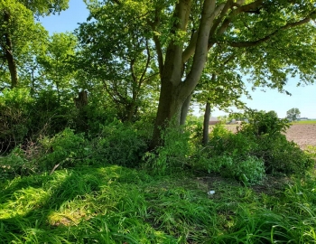 6 June 2020 – Before work started – Photo by Jerry Prouhet