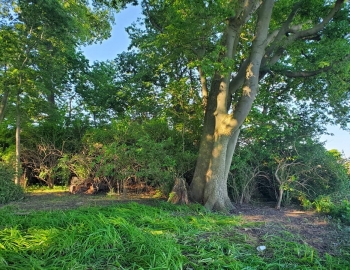 6 June 2020 – halfway done clearing – Photo by Jerry Prouhet