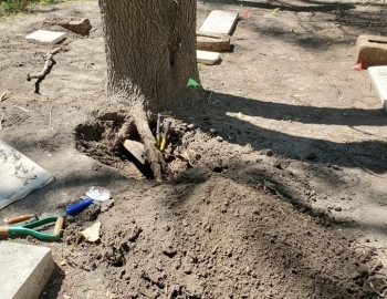 EEJ foot stone lodged in the roots of the tree – Photo by Jerry Prouhet