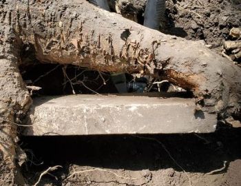 EEJ foot stone in the roots of the tree – Photo by Jerry Prouhet