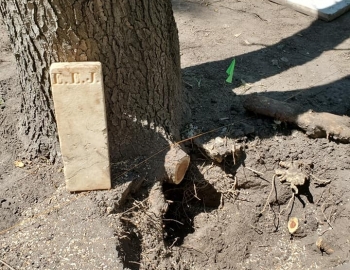 Uncovering the EEJ foot stone from the roots of a tree – Photo by Jerry Prouhet