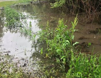Flooding in May 2020 – Photo by Dorris Keeven-Franke