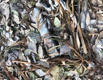 Can you find the broken piece of a grave stone? Nov 2019 – photo by Susanne Paradis